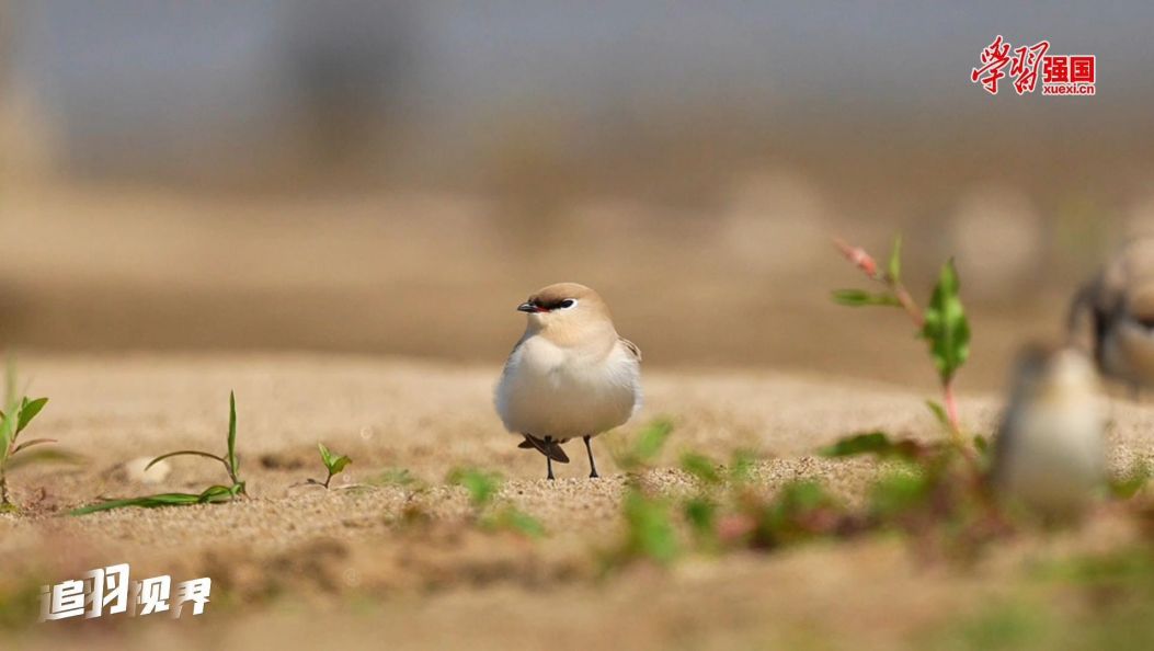 追羽视界丨 灰燕鸻