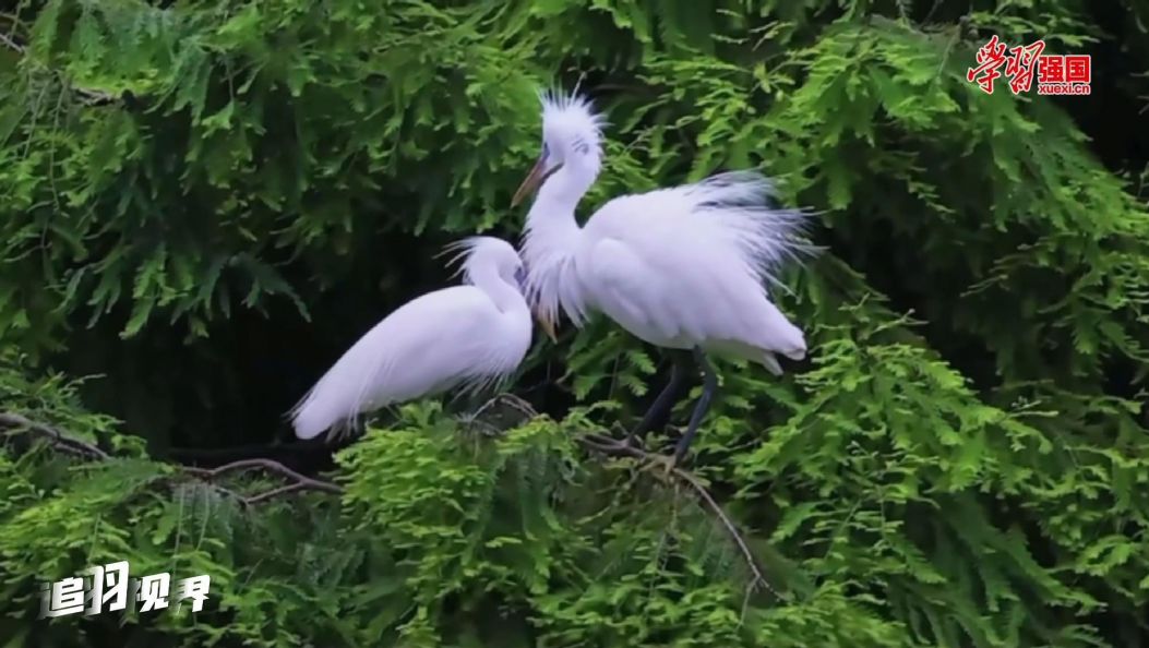 追羽视界丨 黄嘴白鹭