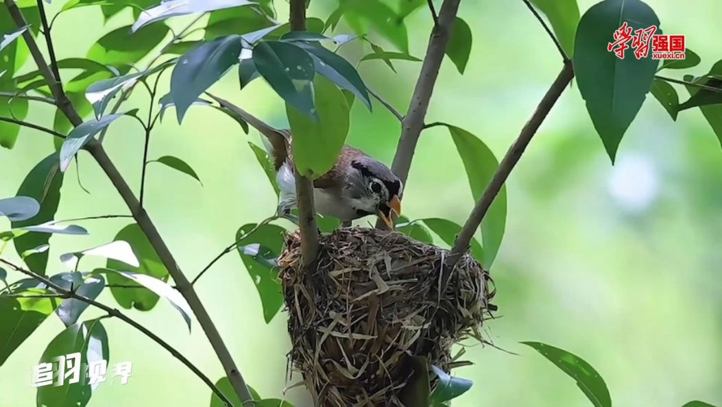 追羽视界丨 灰头鸦雀