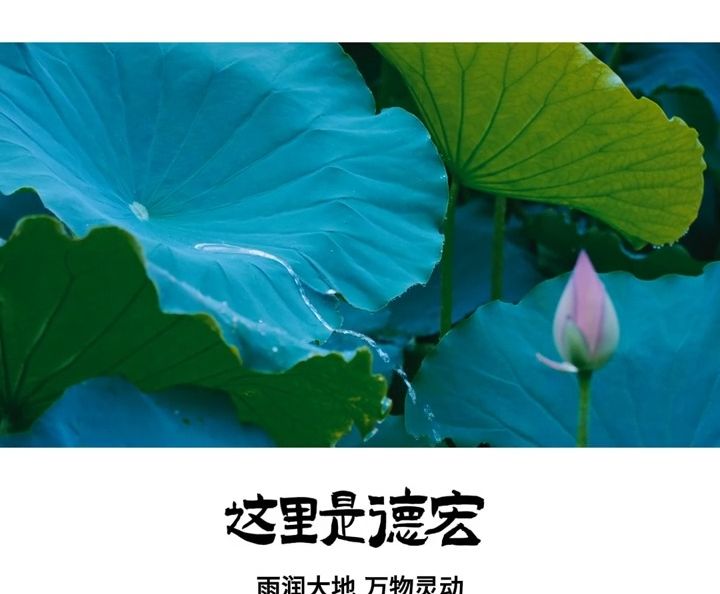 这里是德宏｜雨量充沛，动物灵动，稻穗渐满，绿意盎然，德宏到处都诉说着丰收的希望