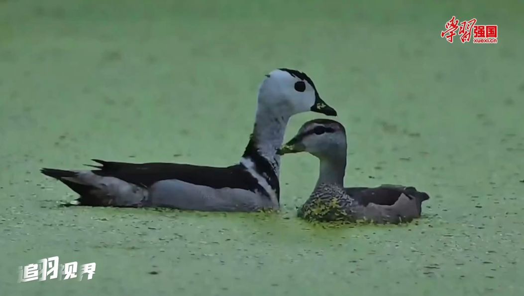 追羽视界丨 棉凫