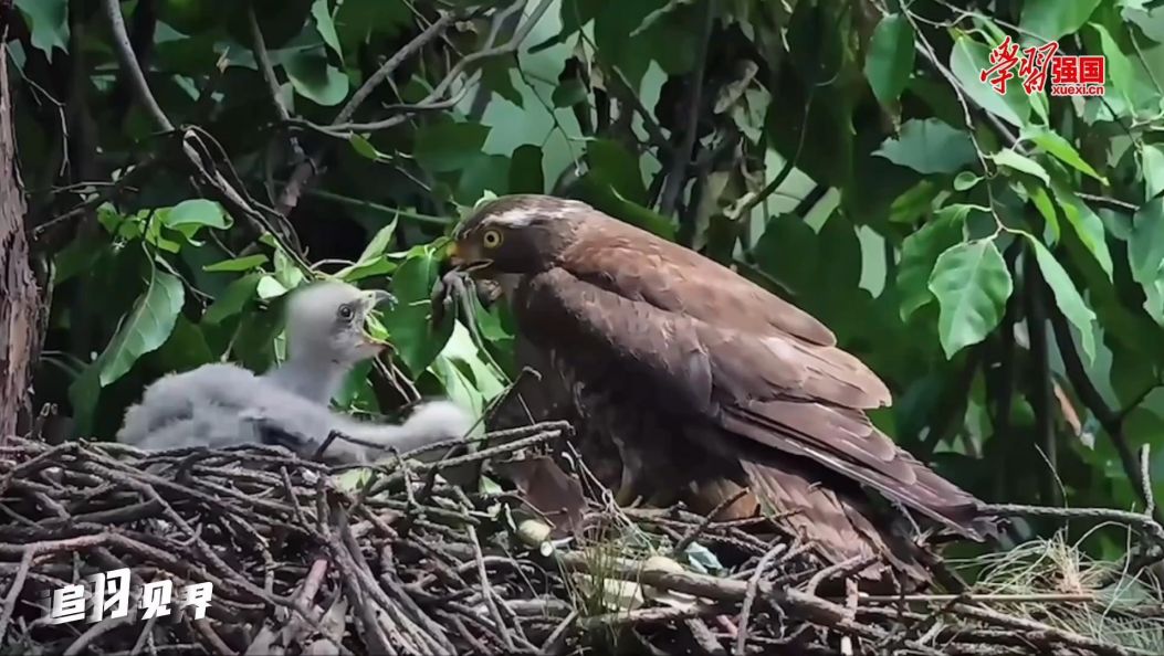 追羽视界丨 灰脸鵟鹰