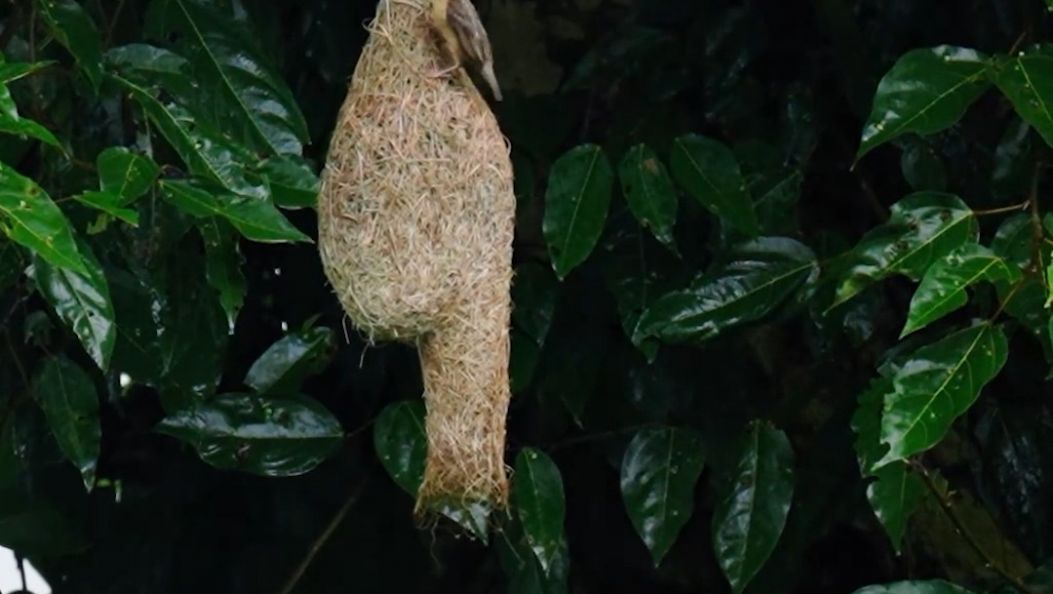 这里是德宏丨鸟类天才建筑师-黄胸织布雀