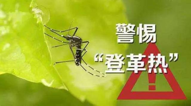 什么是登革热 Nhpa hpe tin-gere ana ngu ai rai?