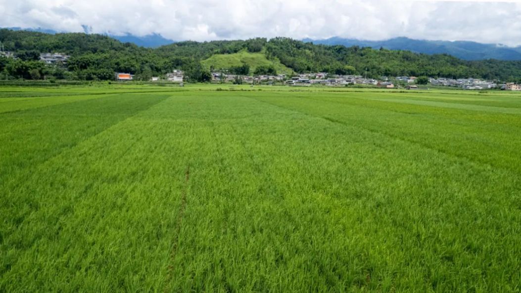 梁河稻田织就绿色诗行，美到失语