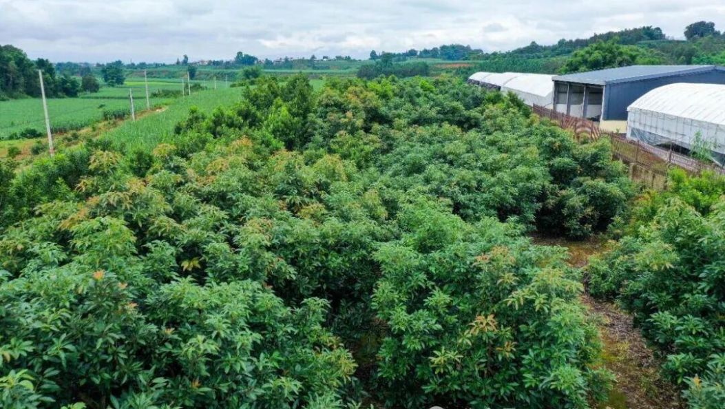 惊喜！陇川牛油果成功培育，个头超大……