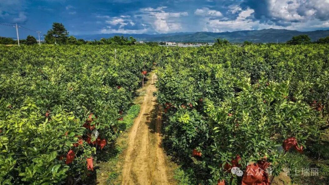 瑞丽弄岛：“小庭院”种出“致富柚” 特色产业助力乡村振兴