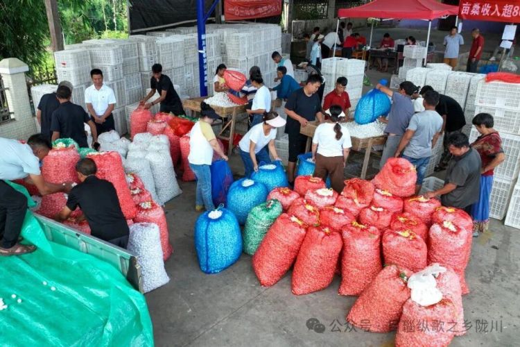 特色养殖助农增收！陇川勐约蚕农单批收入破3万元