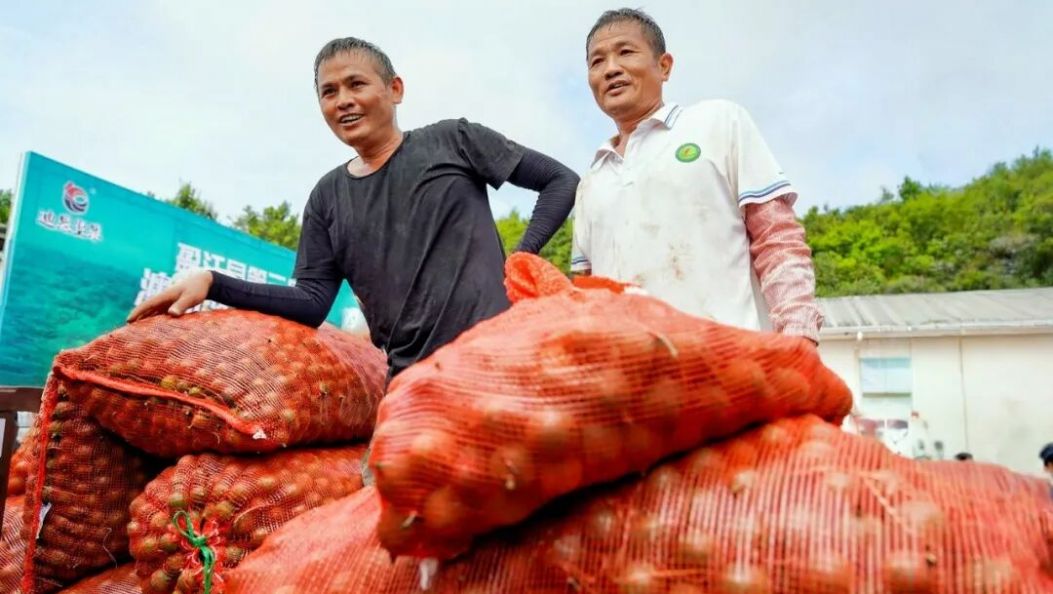 盈江县35万亩坚果迎丰收 综合总产值将破10亿元