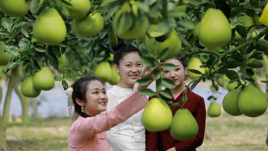 庆丰收、品甜柚！瑞丽市弄岛镇2025年“鱼欢柚香庆丰年”农民丰收节即将启幕