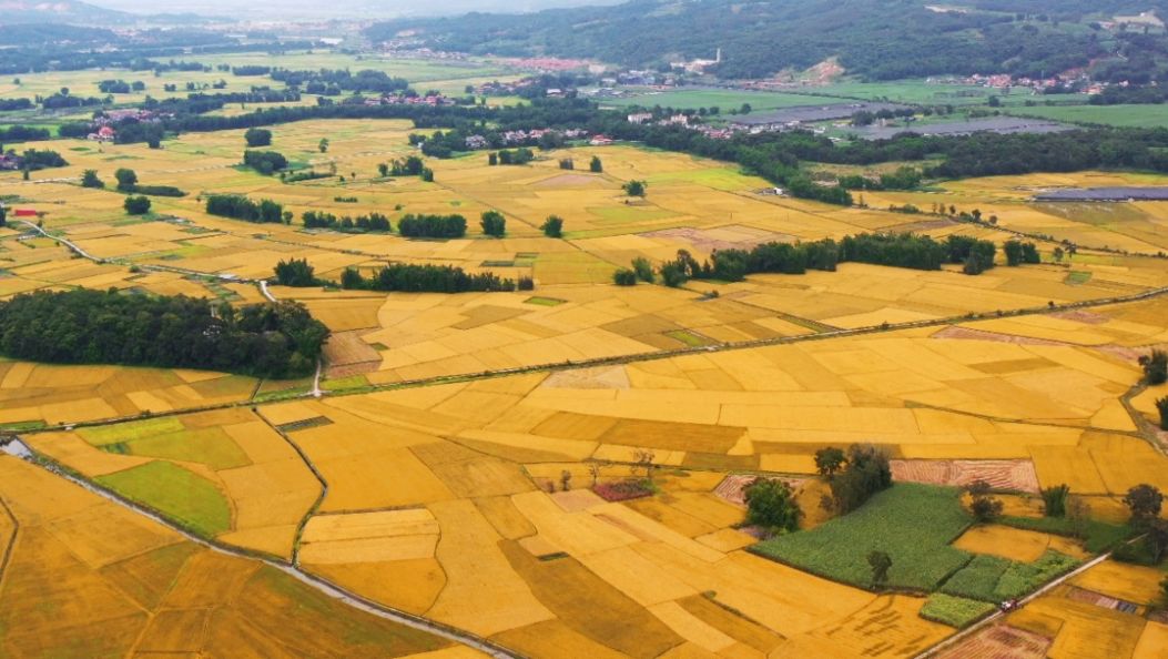 “滇西粮仓”盈江32.75万亩水稻喜迎“十九连丰”！