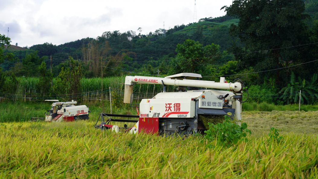 户育乡旱地种出优质稻 