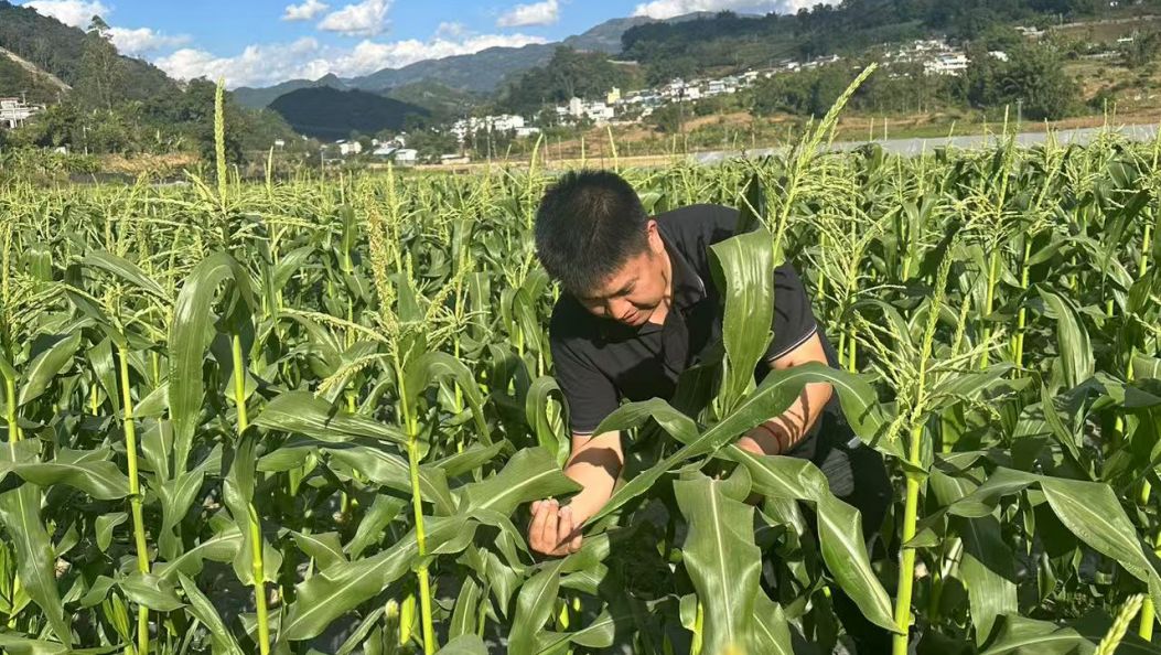 用一粒玉米书写“富民答卷”