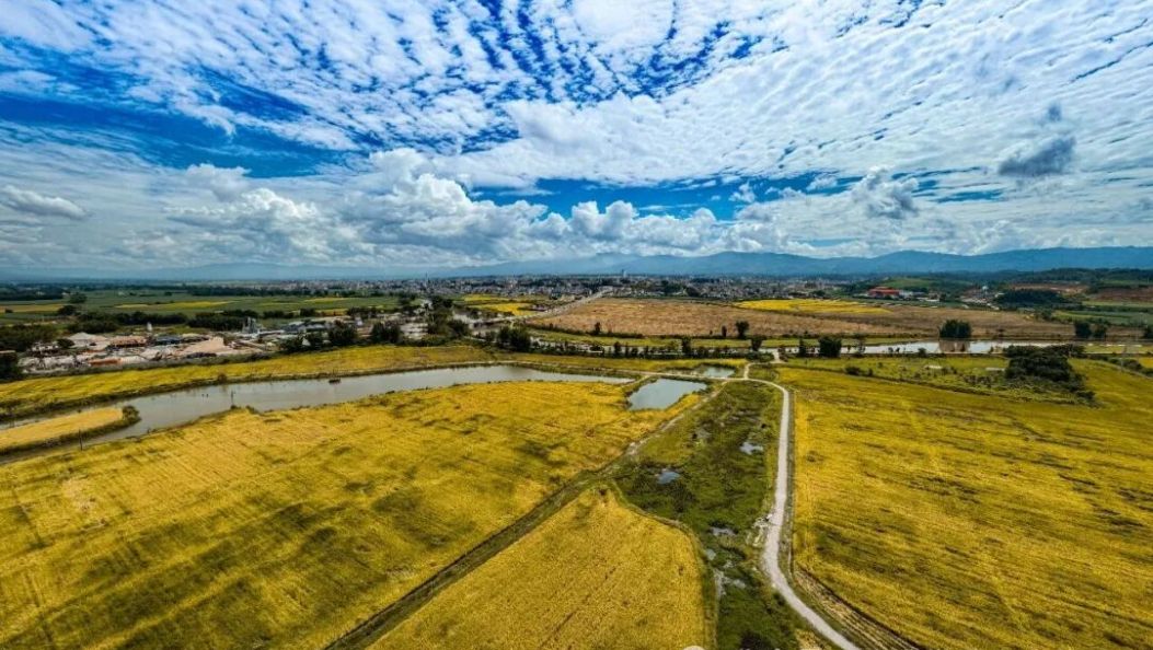 美美美！！陇川14万亩稻田绘就金色画卷