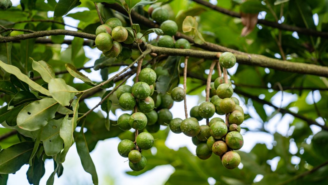 实干德宏 | 十亿元产值  盈江小坚果做出大文章