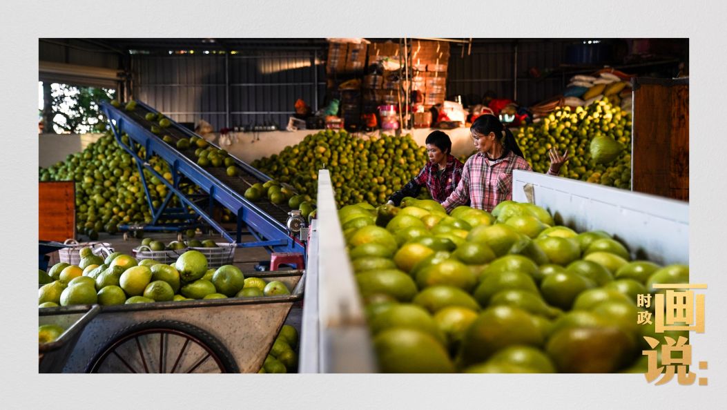时政画说丨柚见丰年