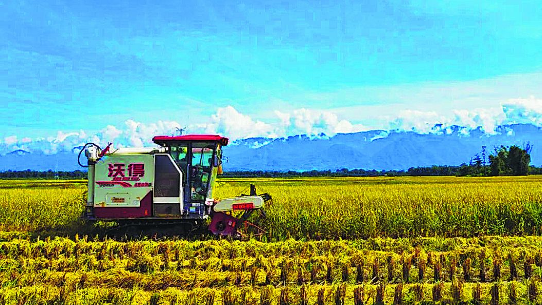 芒海牛油果迎丰收 铺就家门口就业路 （傈僳文）