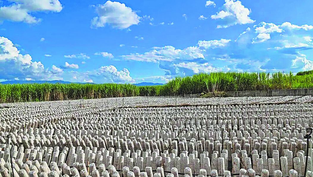 “一村一企”绘就就业增收双优新画卷（傈僳文）