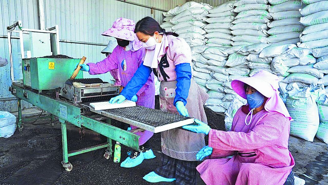 全县抢抓农时推进烤烟育苗工作（傈僳文）