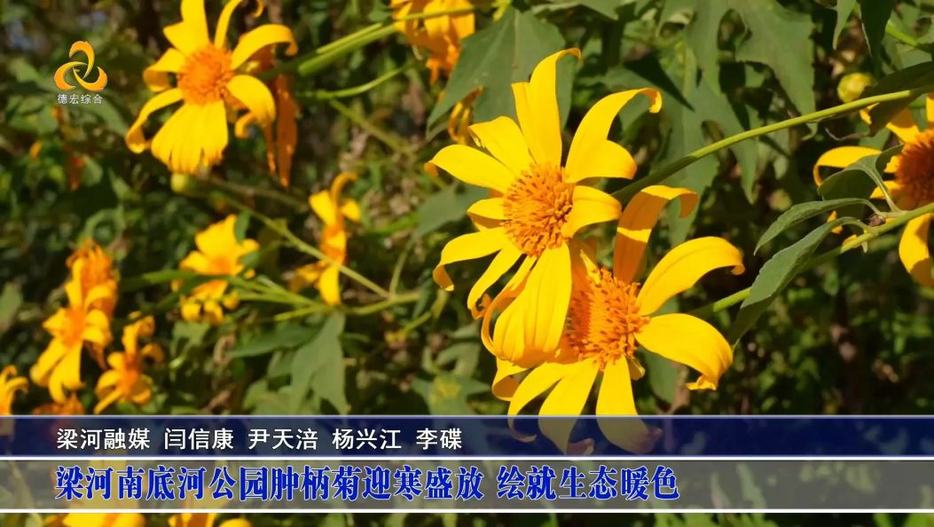 梁河南底河公园肿柄菊迎寒盛放 绘就生态暖色