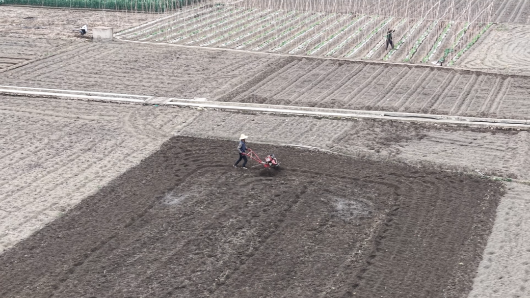 异龙湖畔冬马铃薯备耕忙[00_06_20][20251210-091147].png