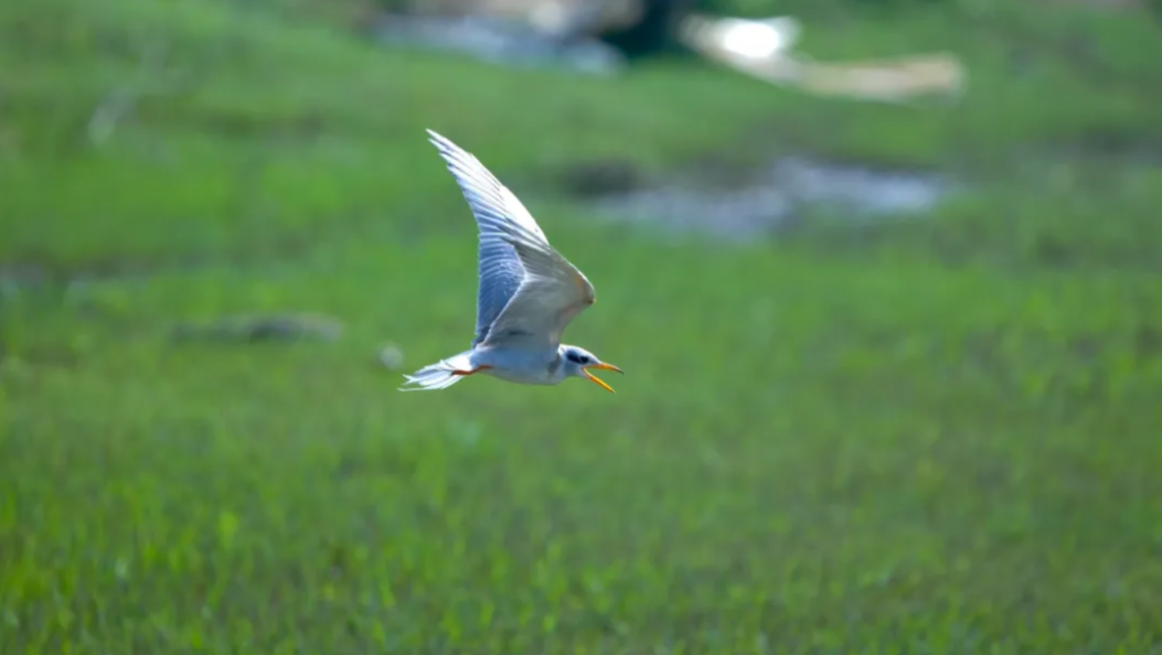 决胜“十四五” 迈上新台阶 | 全国超50%鸟类栖居云南德宏 记录鸟种达732种