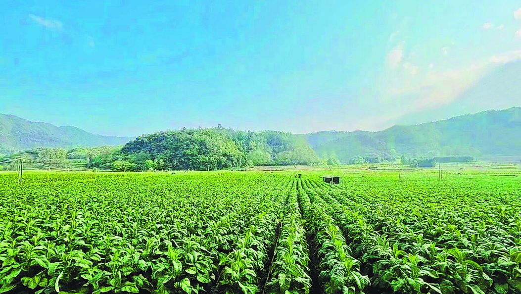 勐戛镇烤烟产值突破3600万元（傈僳文）