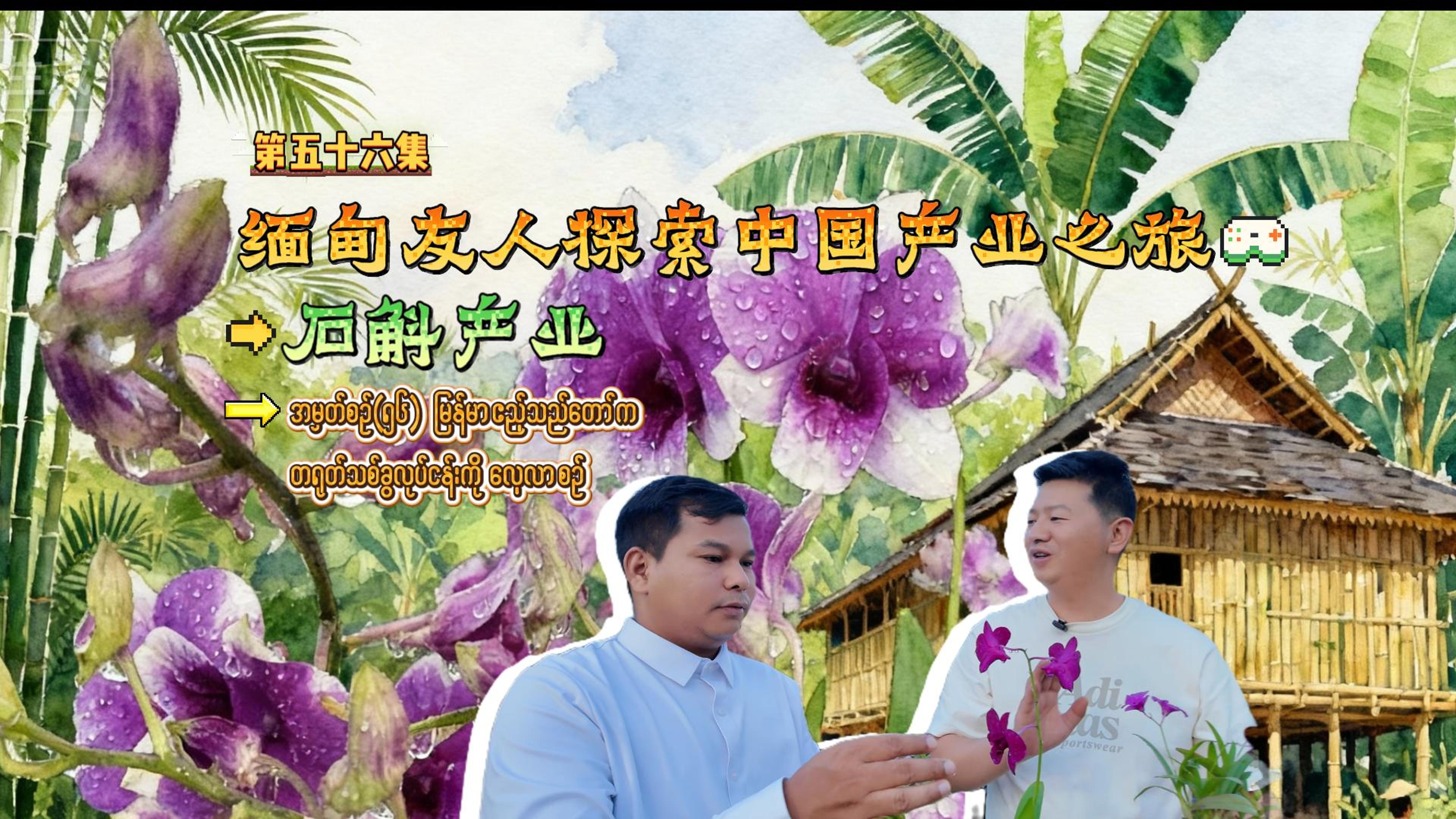 《胞波带你逛中国》第五十六集 | 缅甸友人探索中国产业之旅——石斛产业