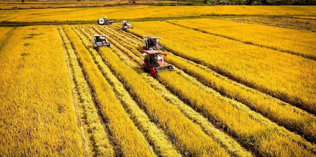 决胜“十四五” 迈上新台阶 | 热区沃野绘新景 产业兴农谱华章