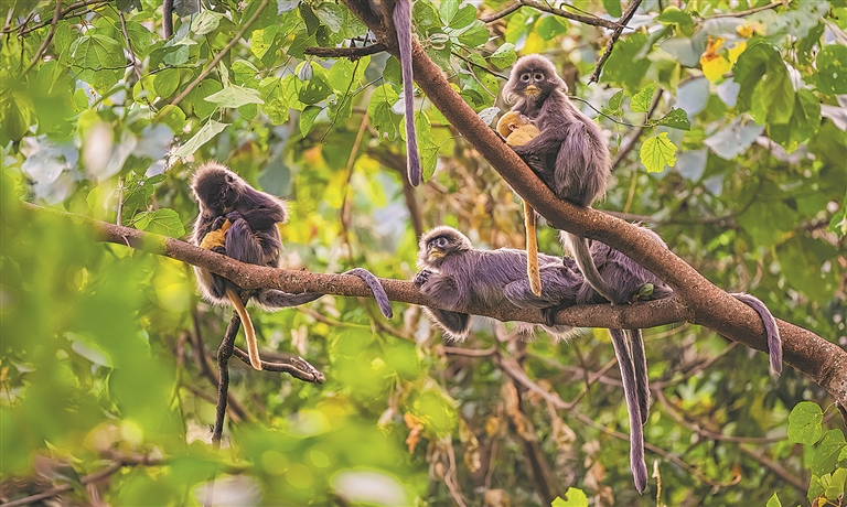 筑生态屏障 绘美丽德宏——“十四五”期间德宏州环境保护和生态文明建设综述