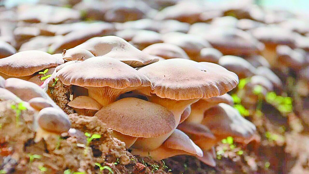 li-su 五岔路乡虎掌菌新鲜上市