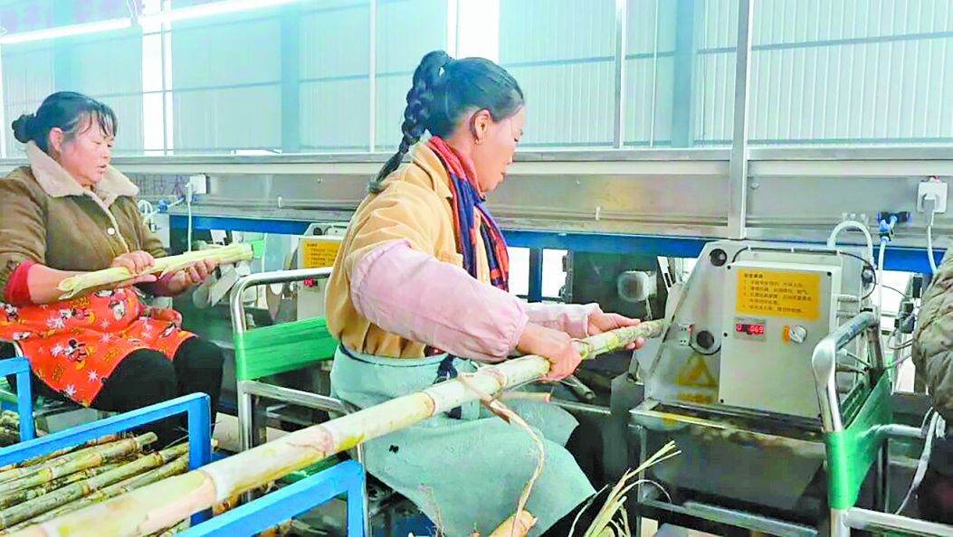 li-su 云南首家，脱毒甘蔗种投产成功