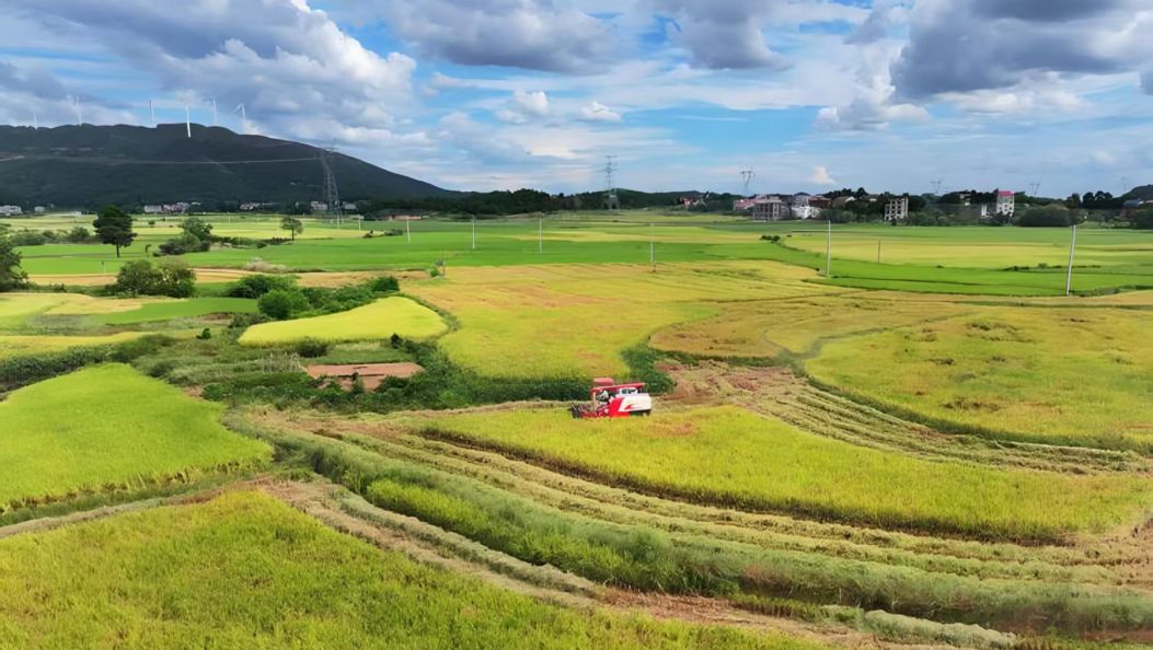 li-su 一年三熟模式成功