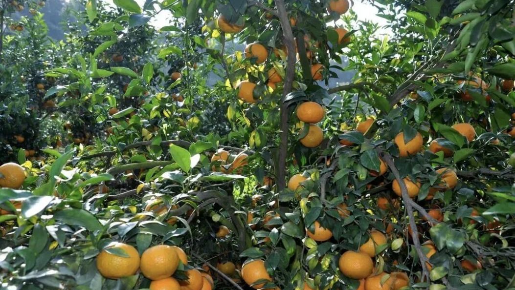 云县：这口“橙黄甜蜜” 藏着冬日的小确幸