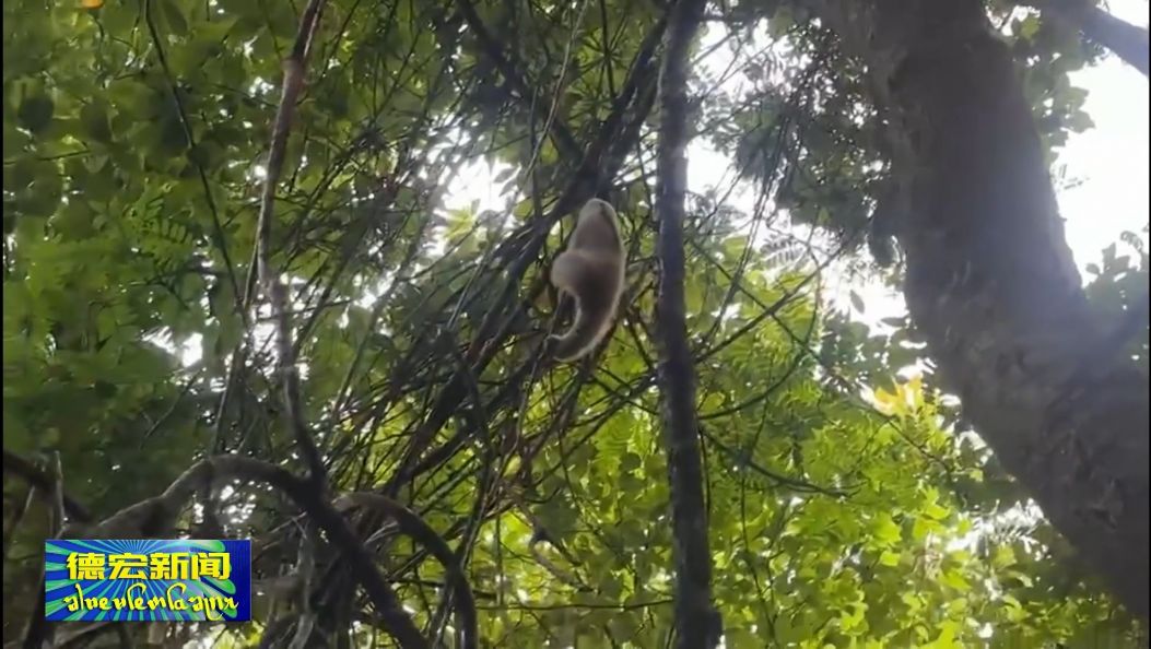 决胜“”十四五” 迈上新台阶 从“一粒种”到“一座山” 德宏林草