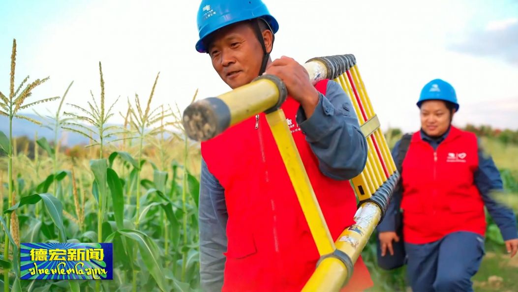 电力护航“暖冬”丰收 德宏鲜食玉米产销两旺