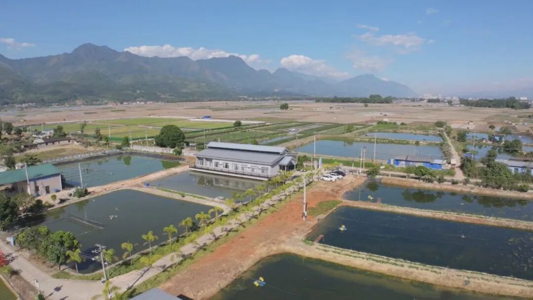 红链赋能“稻虾共舞” 谱写边疆振兴“粮虾双赢曲”