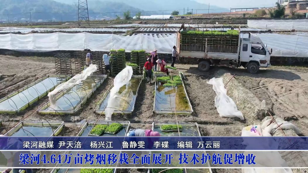梁河4.64万亩烤烟移栽全面展开 技术护航促增收
