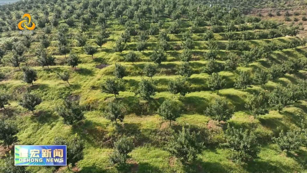 景-德宏新闻26年1月22日