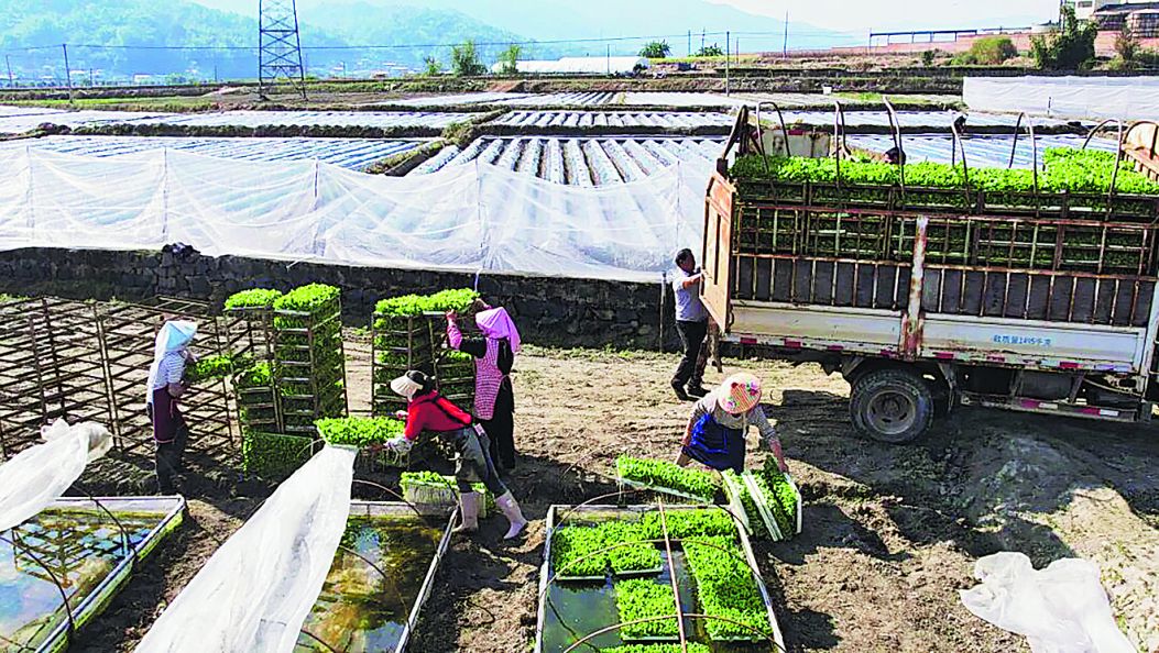 梁河全县4.64万亩烟田播种“希望苗”（傈僳文）