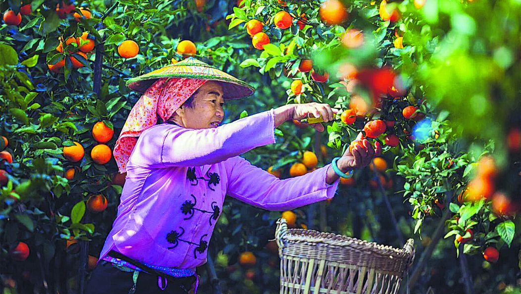 芒东镇300亩砂糖橘喜迎丰收（傈僳文）