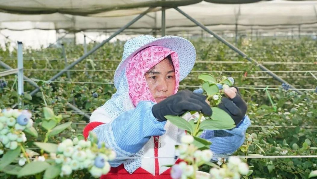 回望“十四五”，暖冬芒市孕育了国家名特优：“芒市蓝莓”
