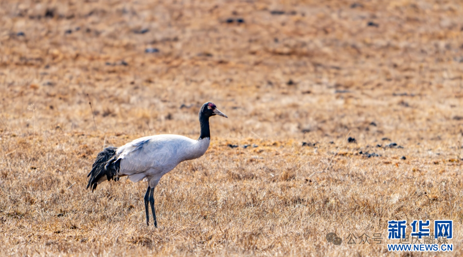 香格里拉国家公园候选区守护黑颈鹤平安过冬