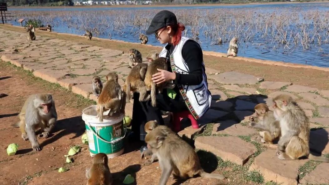 山水有灵 猕猴有约——普者黑景区人与自然共赢