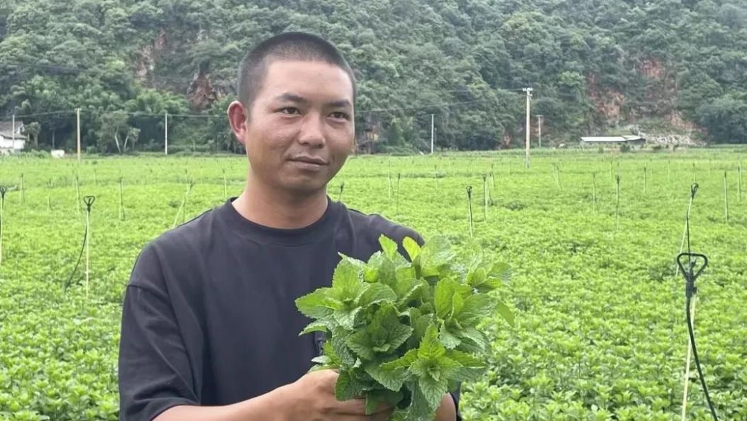 春风十里 昆明有你丨90后“薄荷大王”李传友的耕耘梦