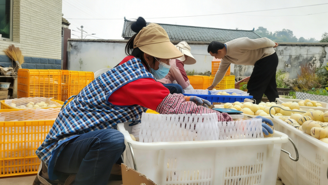 镇康勐捧：人参果喜迎丰收上市