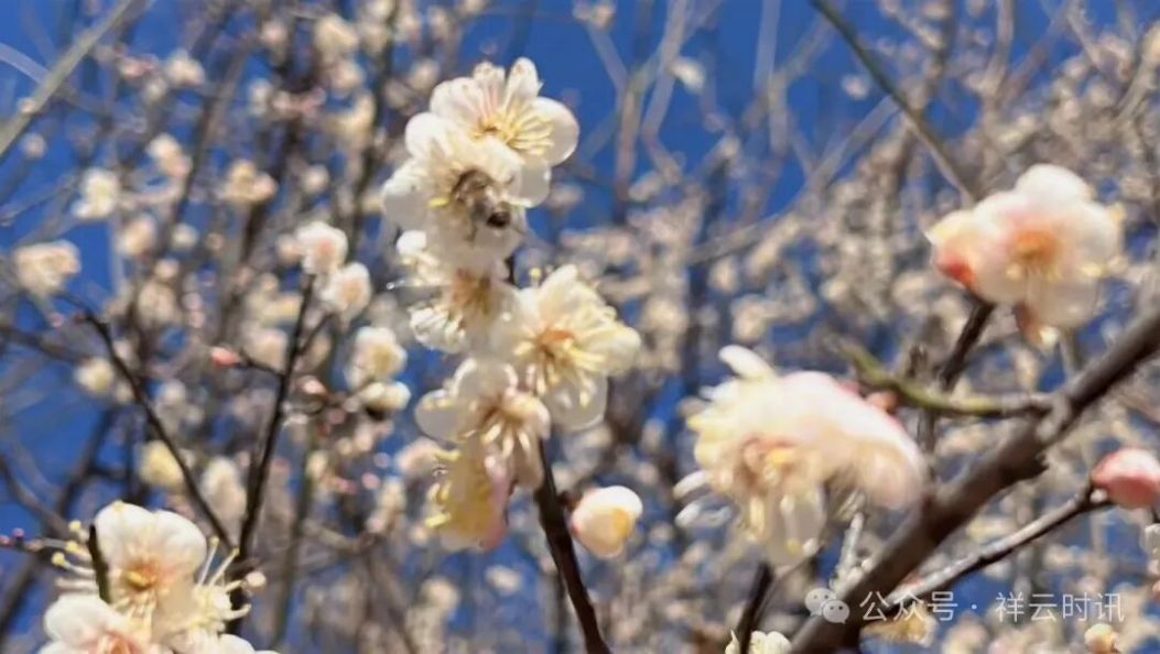 旅居祥云 | 东山古梅：寒枝缀雪暗香来