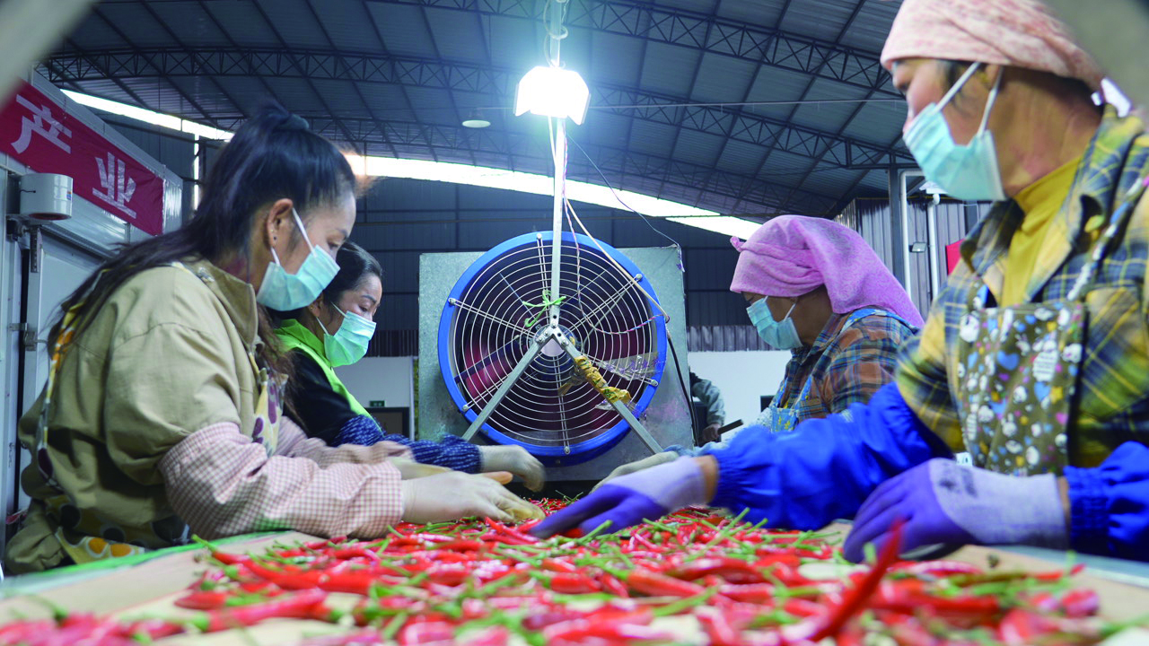 ​နယ်စပ် ငရုတ်သီး —— မန်ဟိုင်းနယ်စပ်မြို့ ရွှန်းတောက်နီရဲသော ချမ်းသြွာကယ်ဝရေး လမ်းစဉ်