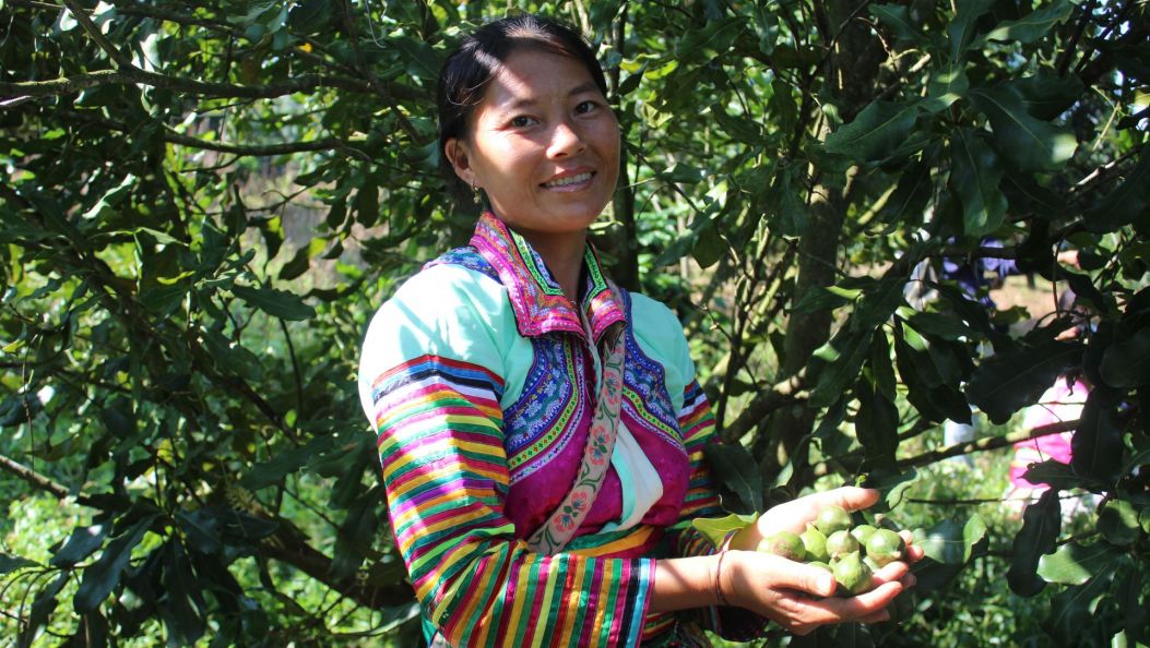 “十四五”期间 云南澳洲坚果、野生菌等产量产值稳居全国第一