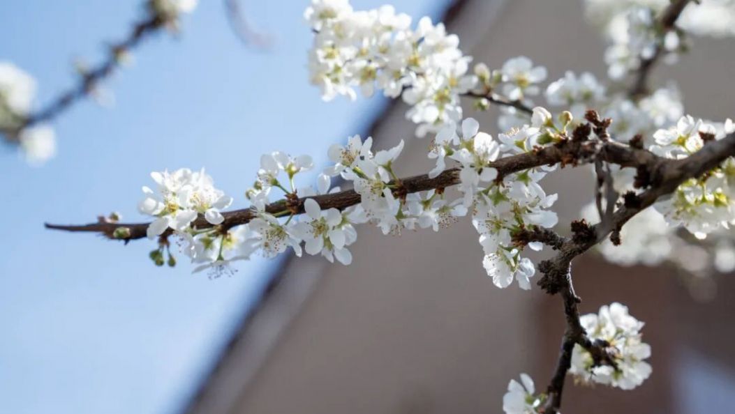 初春限定 ，寒枝上的素白惊喜